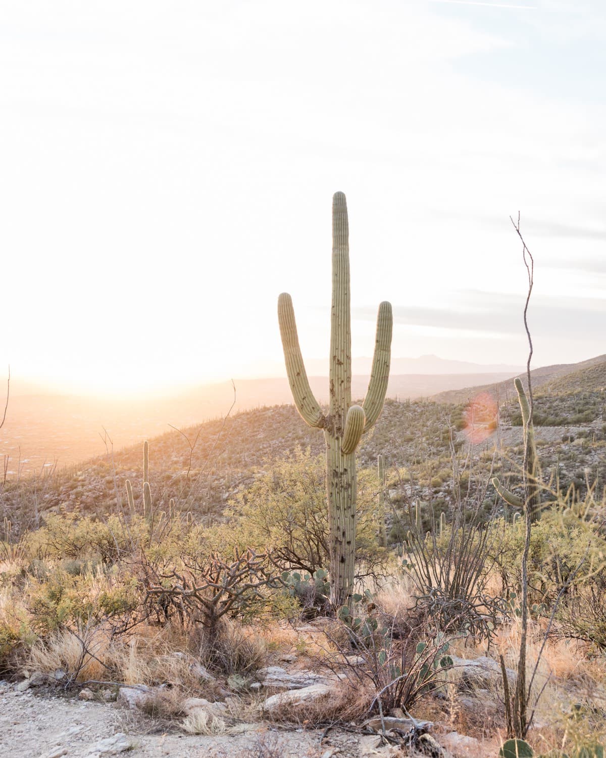 The Arizona desert at golden hour