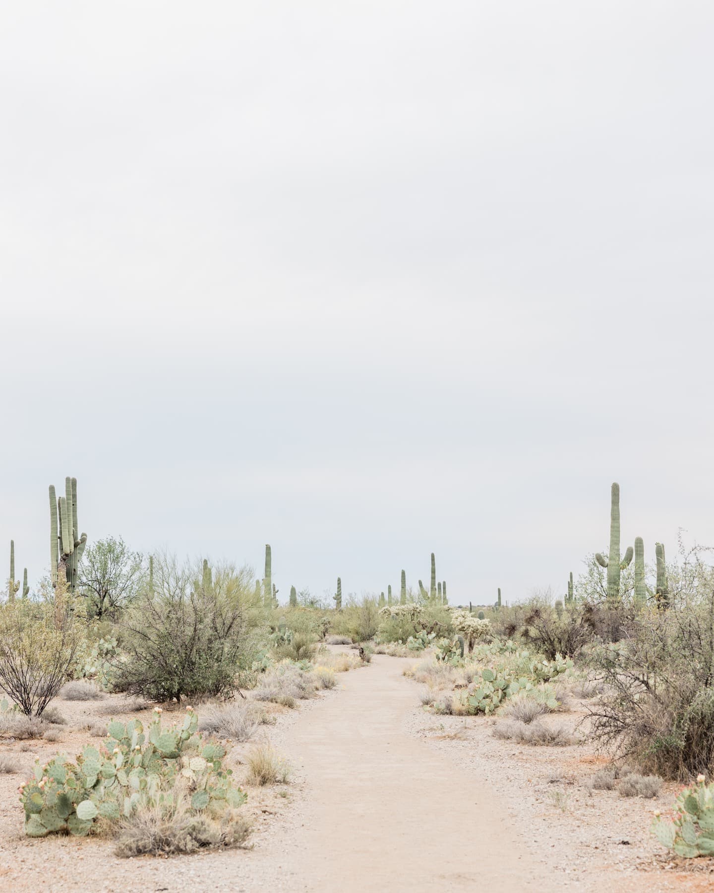 Sonoran desert landscape near Chandler